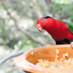 Bird Nutrition